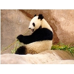 panda.jpg
Poet zobrazen: 3576 (6515.4868 dn) pr.=0.5488
Rozmr: 1024 x 768 pixel
Velikost: 92.758 kB