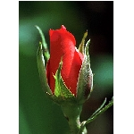 Zobrazeno: 2657 (6568.3851 dn) pr.=0.4045 
Znmka: 1.9986 (699 x) 
SMS bod: 0/0