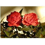if-03176.jpg
Poet zobrazen: 3766 (6520.3957 dn) pr.=0.5776
Rozmr: 350 x 250 pixel
Velikost: 32.595 kB