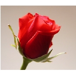 if-04257.jpg
Poet zobrazen: 3329 (6518.8892 dn) pr.=0.5107
Rozmr: 350 x 300 pixel
Velikost: 14.471 kB