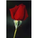 rose6v.jpg
Poet zobrazen: 3666 (6520.4095 dn) pr.=0.5622
Rozmr: 256 x 384 pixel
Velikost: 5.997 kB