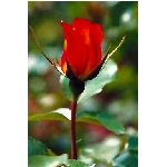rose7v.jpg
Poet zobrazen: 3480 (6520.4208 dn) pr.=0.5337
Rozmr: 256 x 384 pixel
Velikost: 10.813 kB